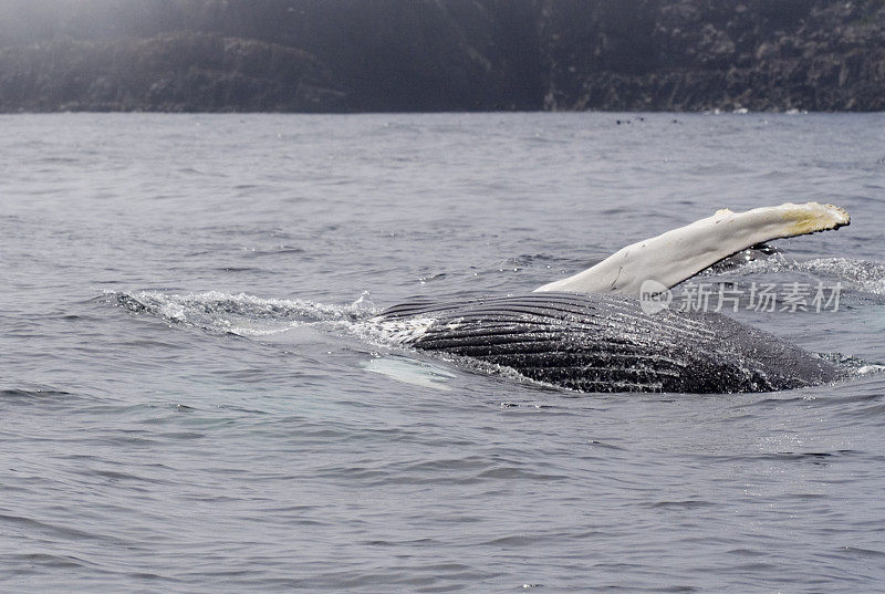 Humpback Whale (Megaptera novaeangliae)